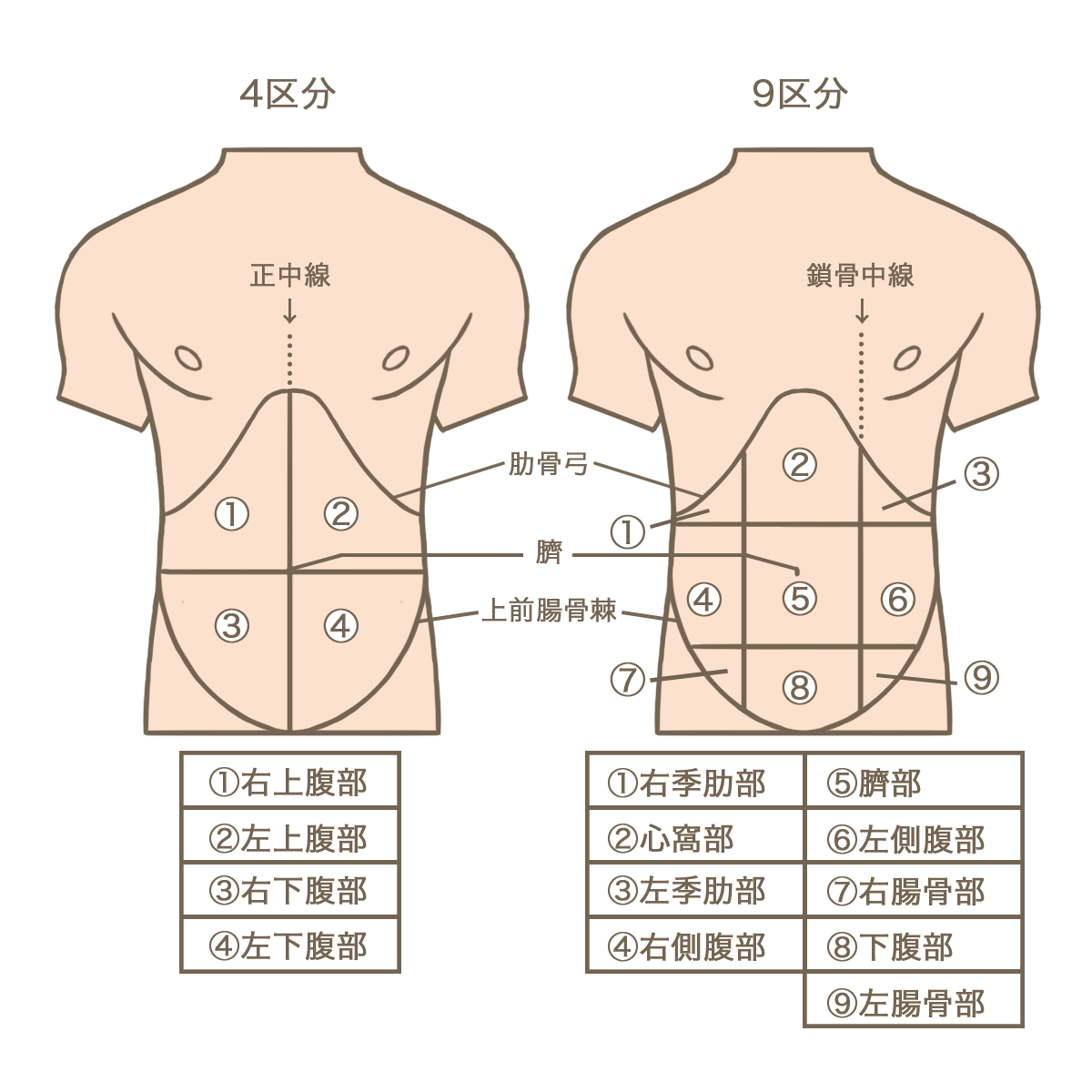 腹部分割図