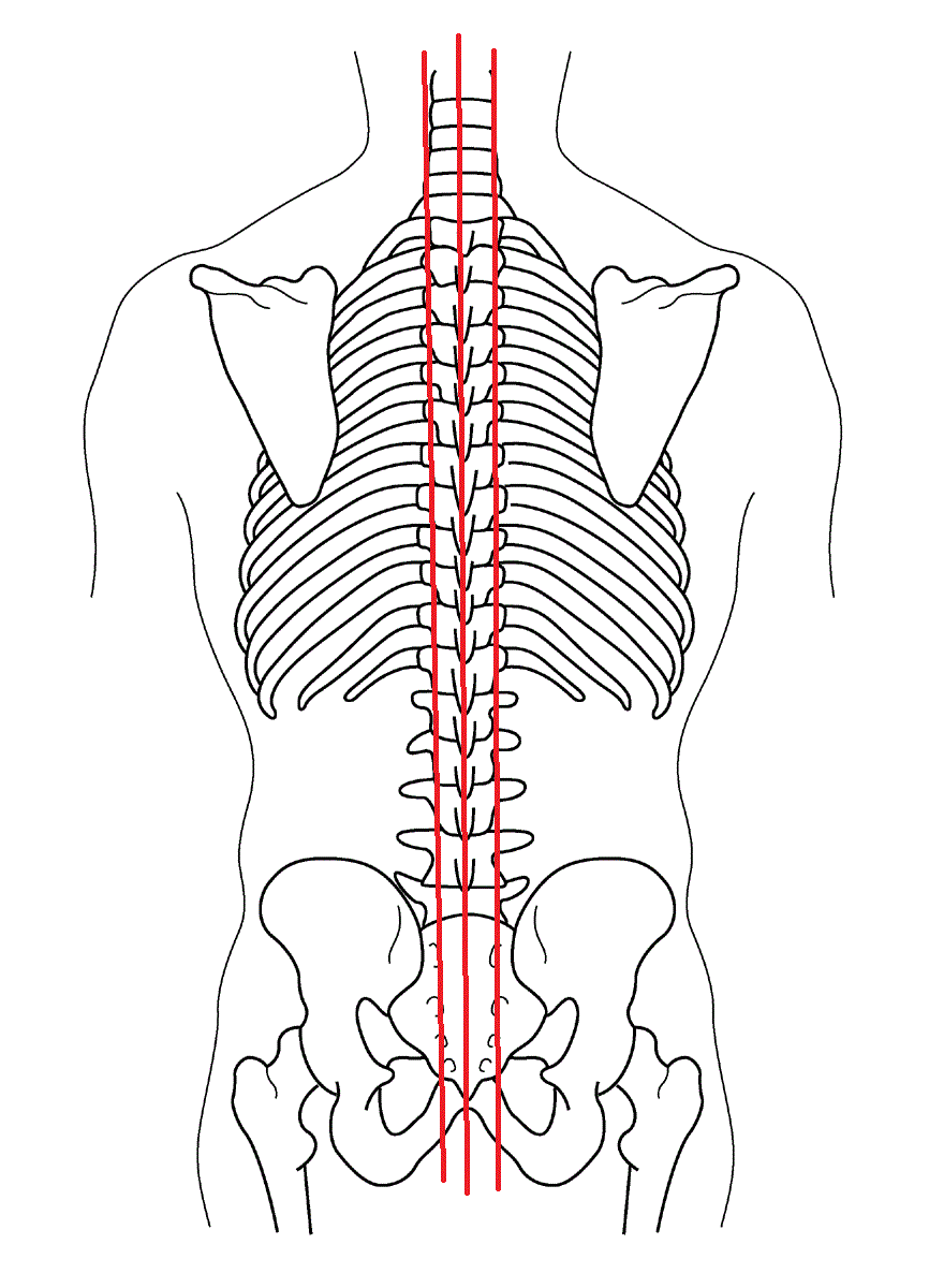 背骨の図